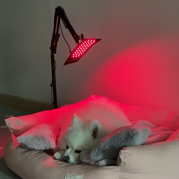[펫스니즈] 강아지 고양이 디스크 슬개골 피부병 근적외선광치료기 펫큐어레이 이미지